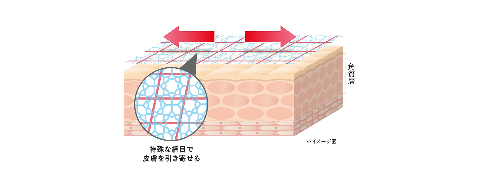 特殊な網目で皮膚を引き寄せるイメージ図