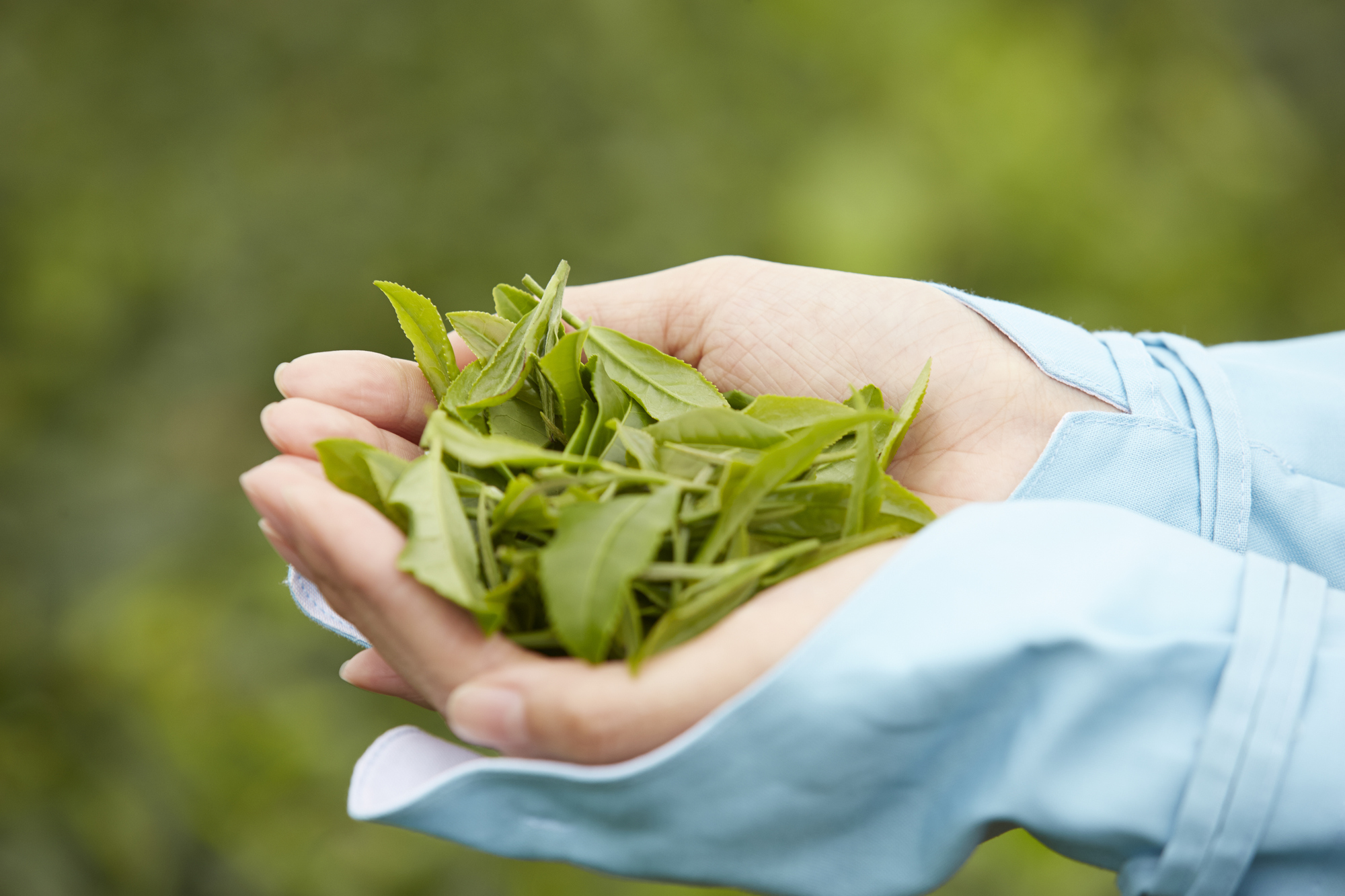 摘みたての緑茶