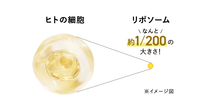 リポソーム技術を採用