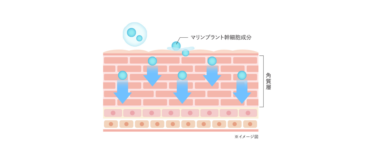 マリンプラント幹細胞のイメージ図