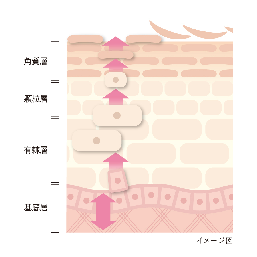 肌の断面図