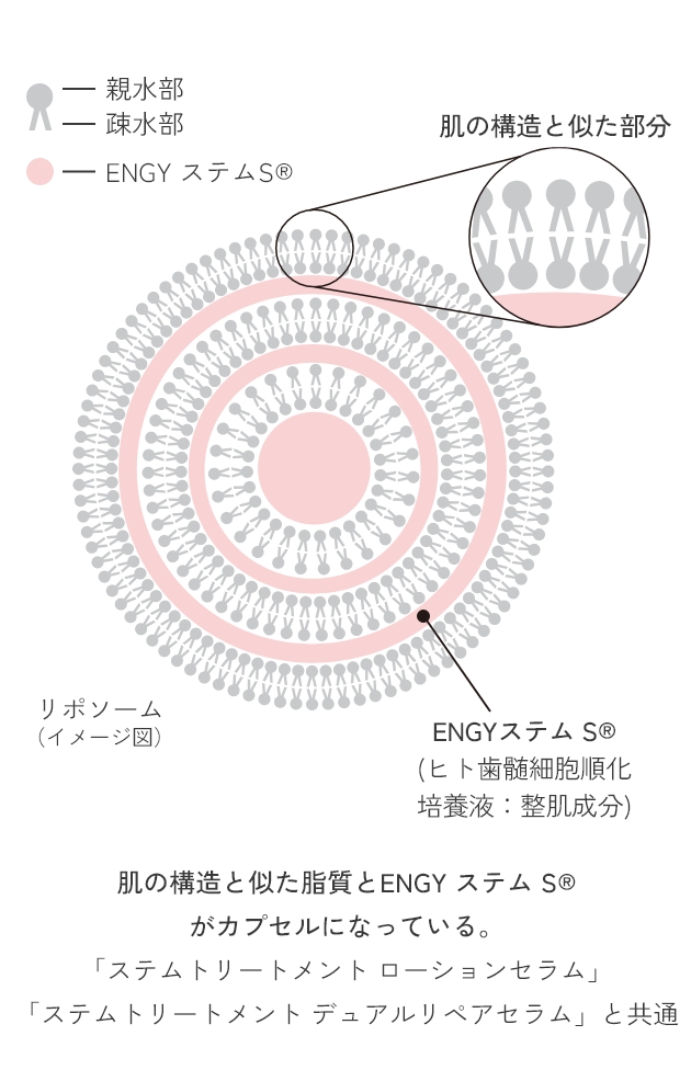 角質層への浸透力をサポートするリポソーム化とコメ発酵エキス＊1のベース​