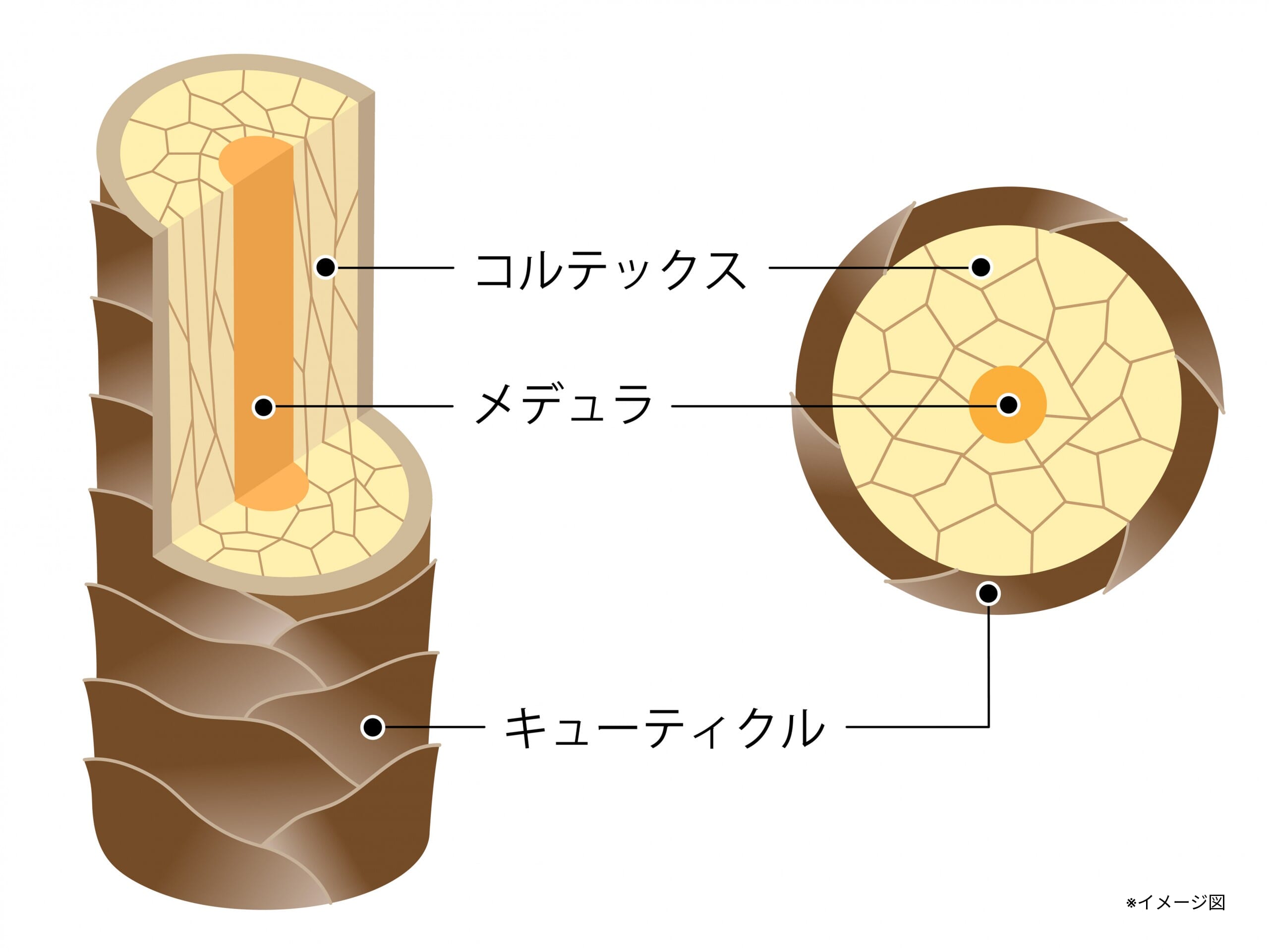 図解_髪の構造_断面図