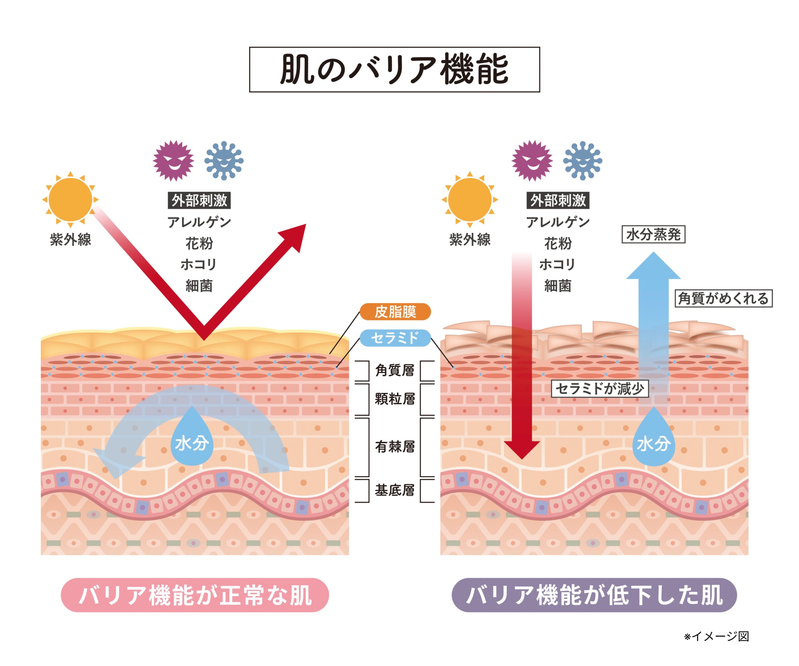 図解_肌のバリア機能