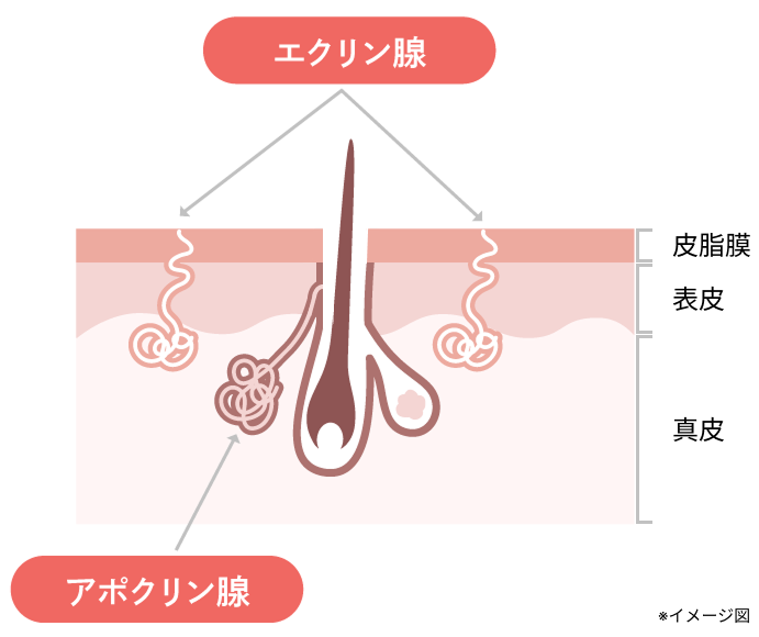 汗腺の図解