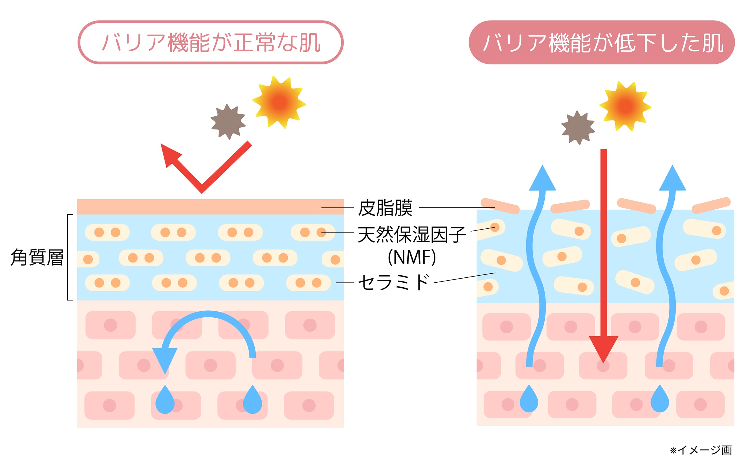 図解_バリア機能が正常な肌と低下した肌の比較