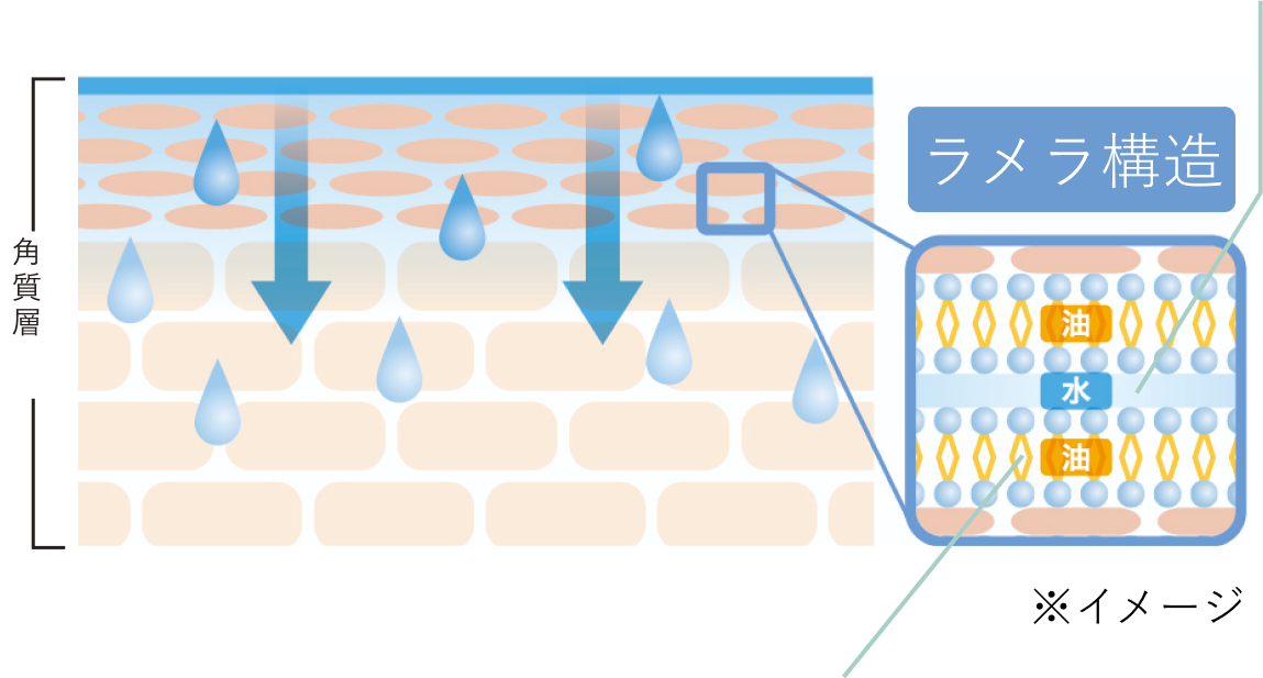 3種のセラミド含有浸透カプセル