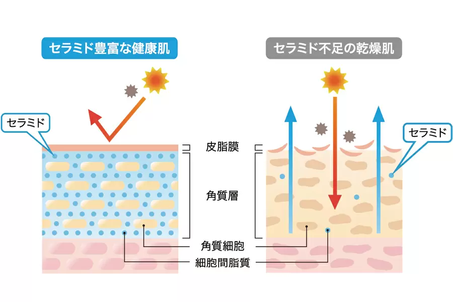 Chức năng của ceramide là gì?