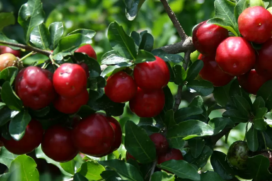 Siêu thực phẩm Camu Camu