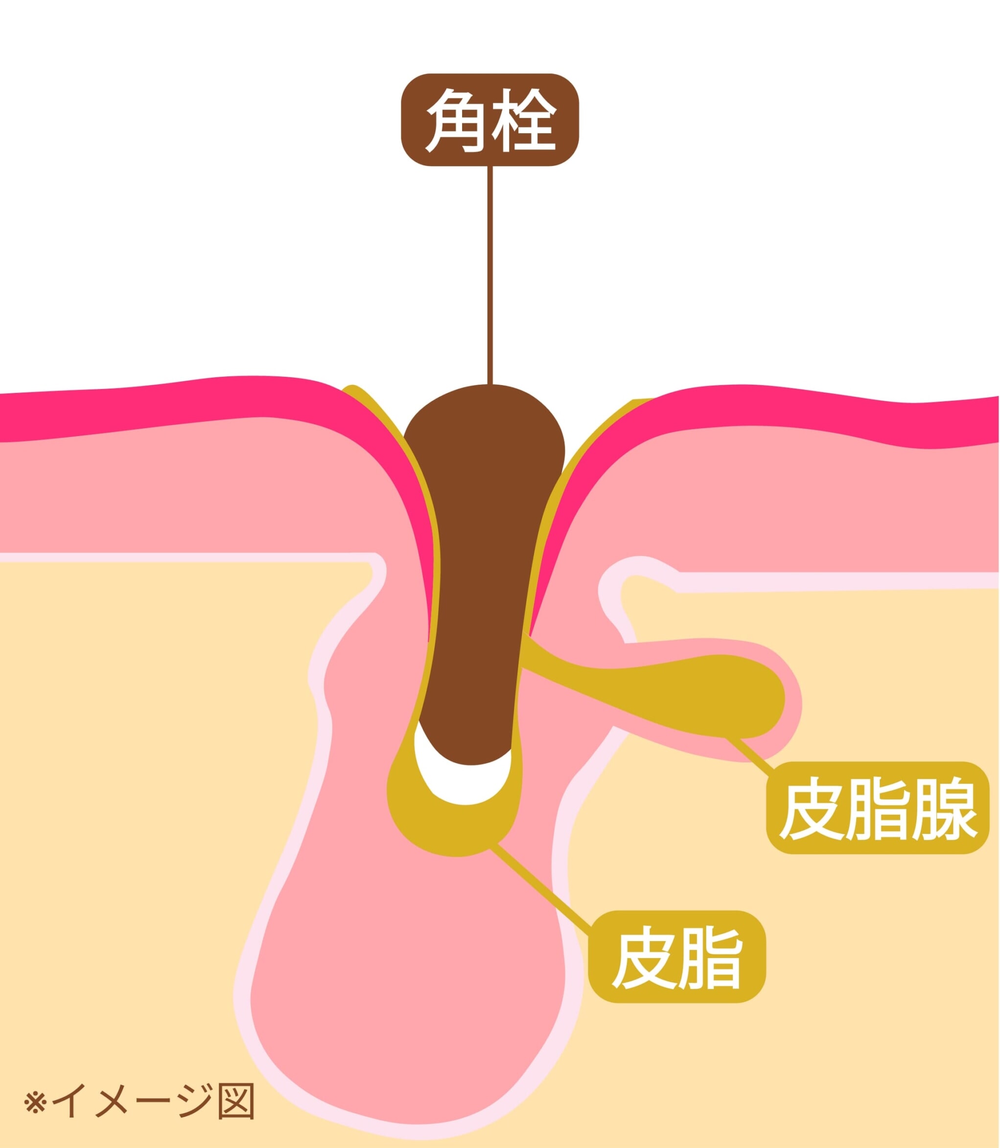 イメージ済_毛穴の構造