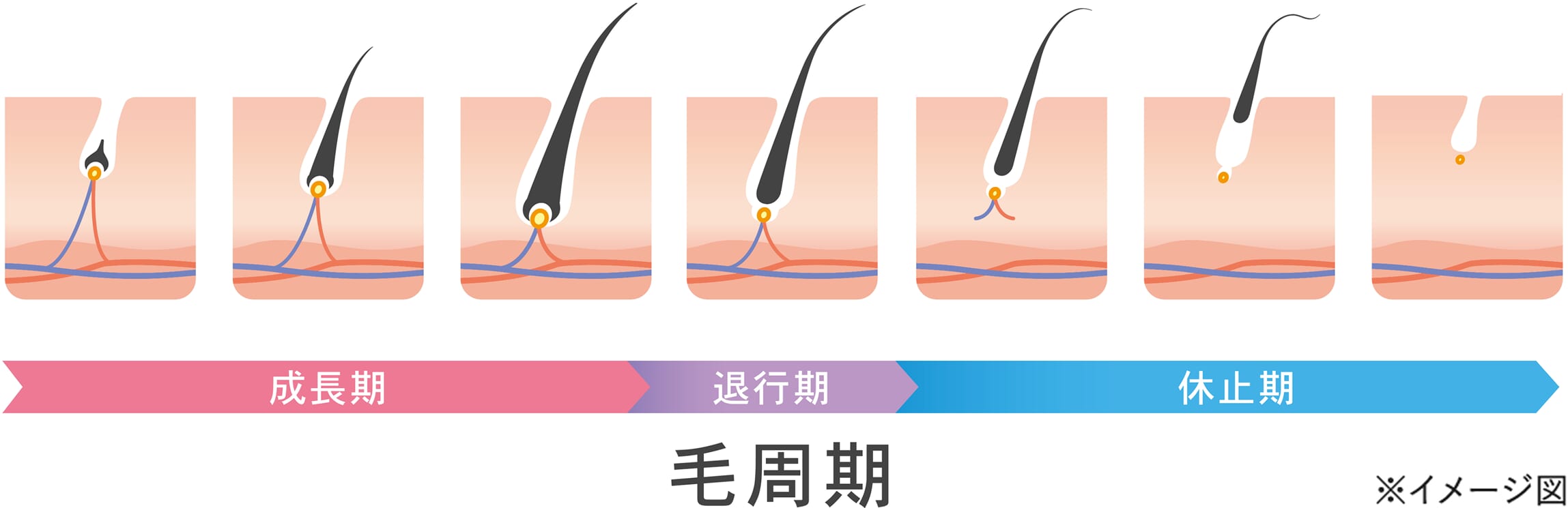 図解_毛周期について
