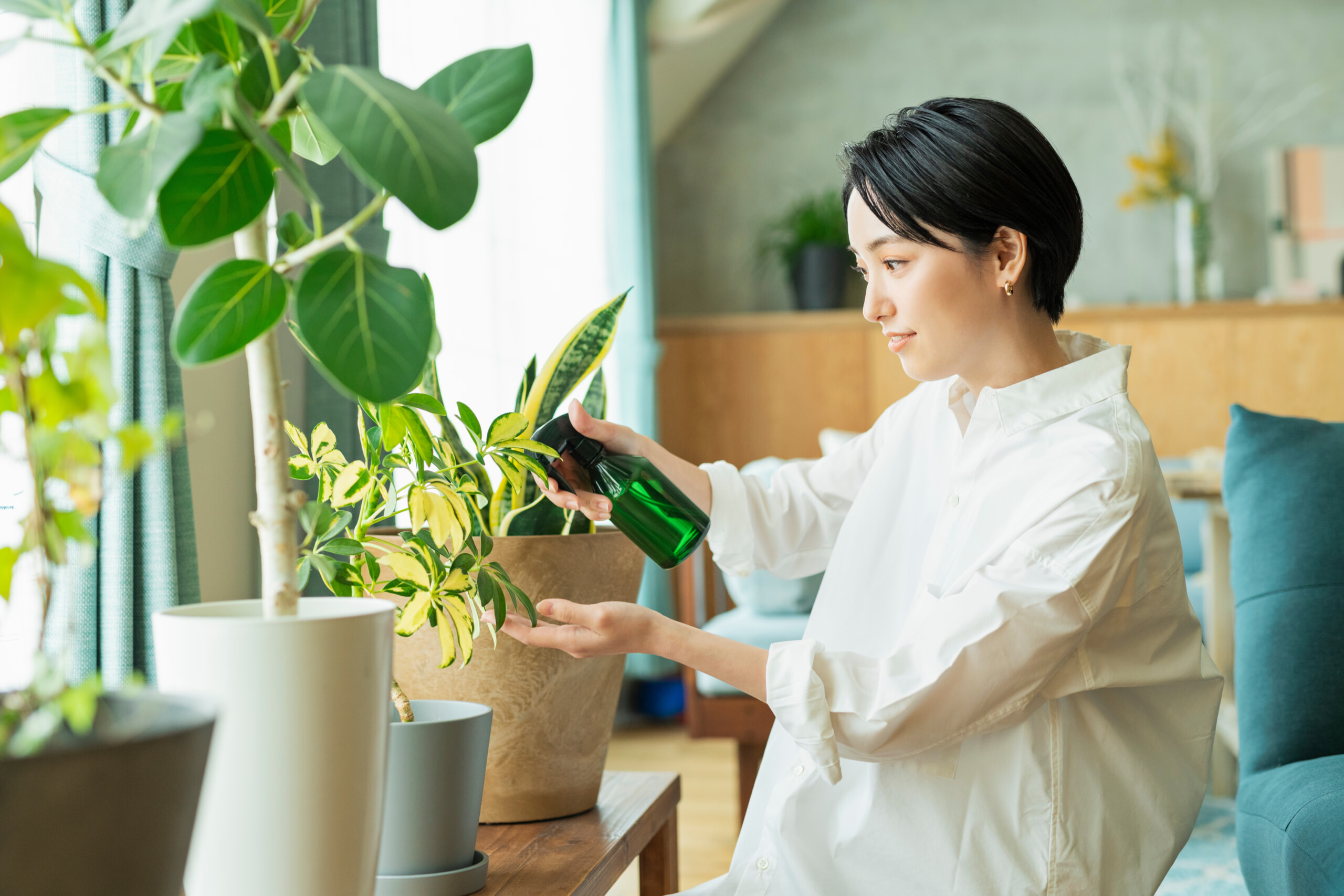 観葉植物に水をあげる女性