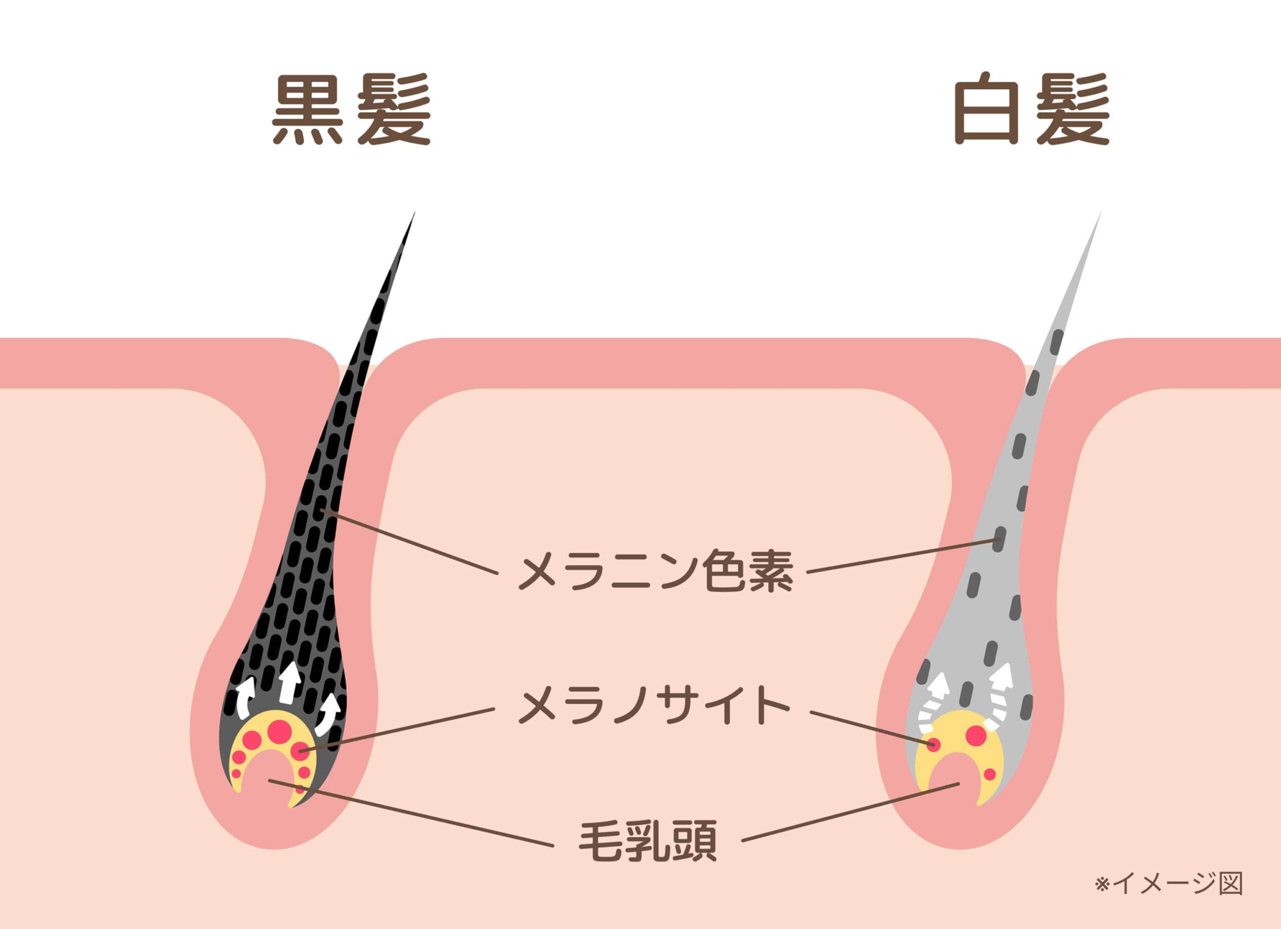 毛根の断面図_黒髪と白髪の仕組み