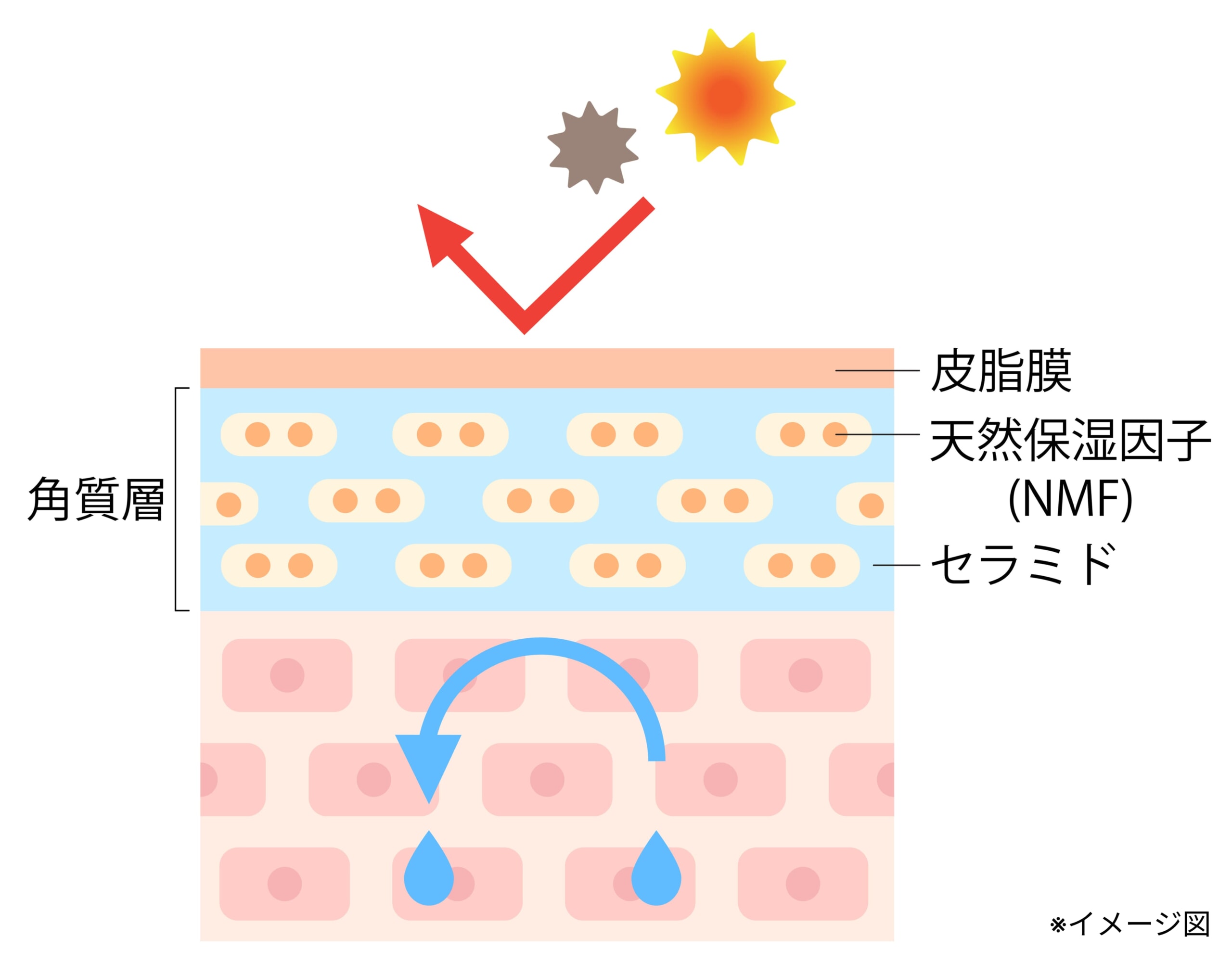肌の断面図_セラミドの働き