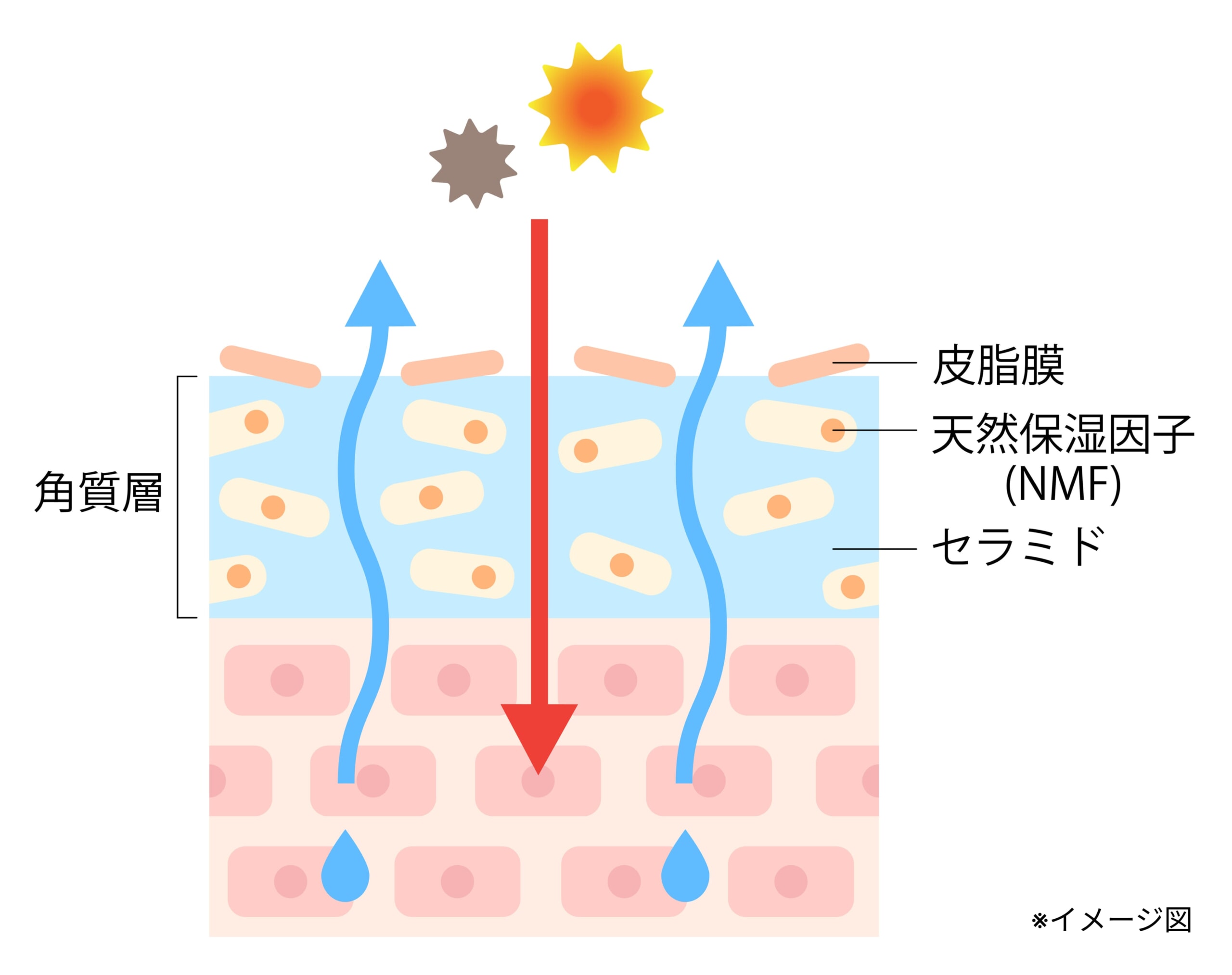 肌の断面図_水分の蒸発