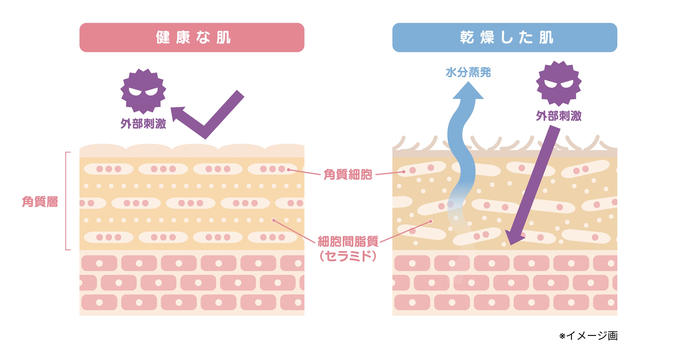 比較イラスト_健康な肌と乾燥した肌の水分蒸発