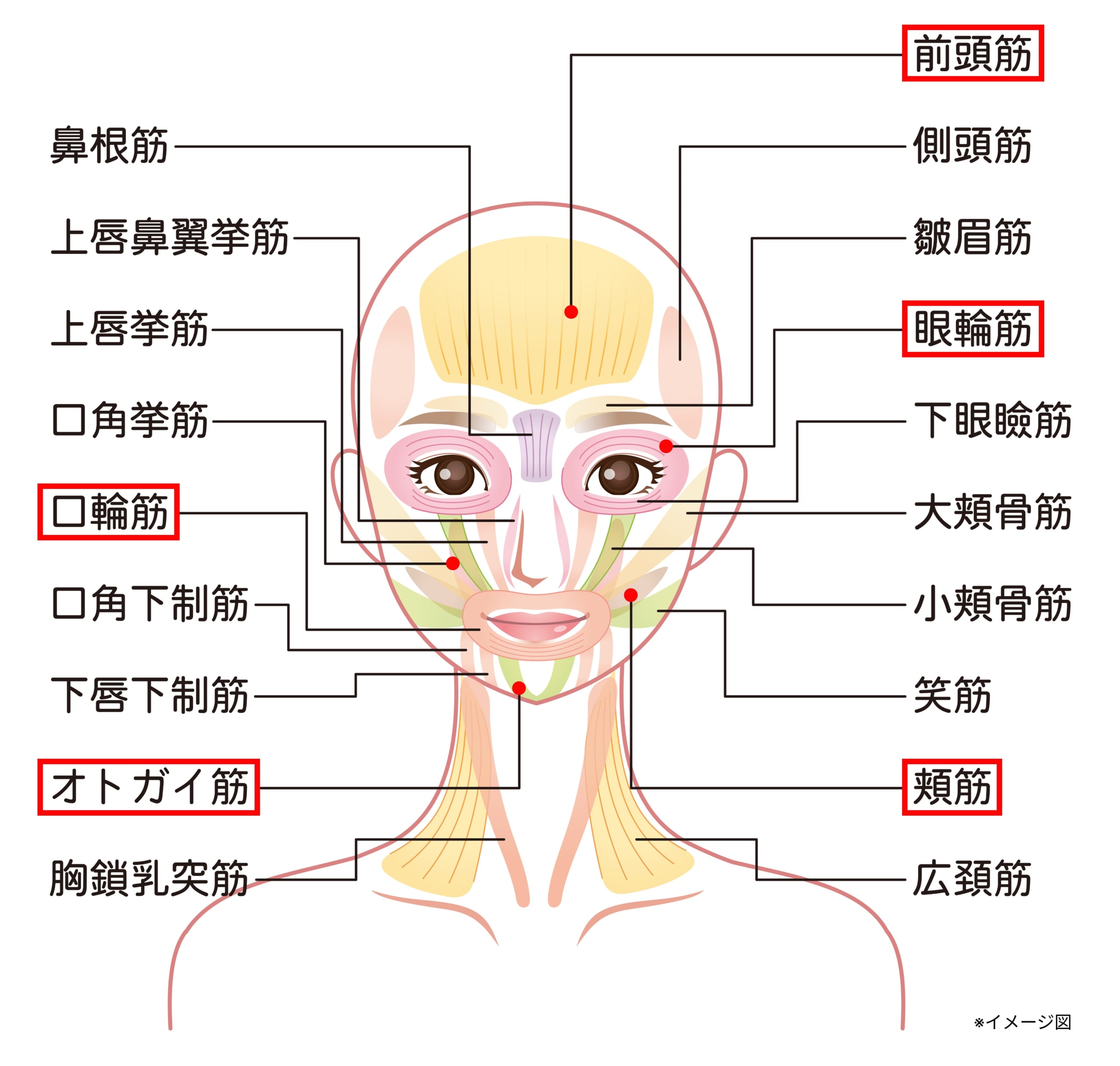 図解_たるみ印象に繋がりやすい表情筋