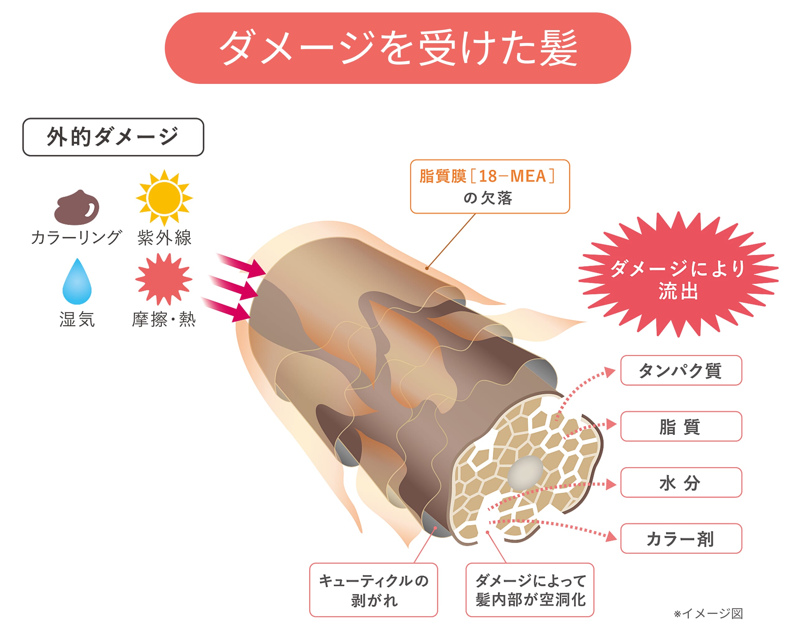 図解_ダメージを受けた髪