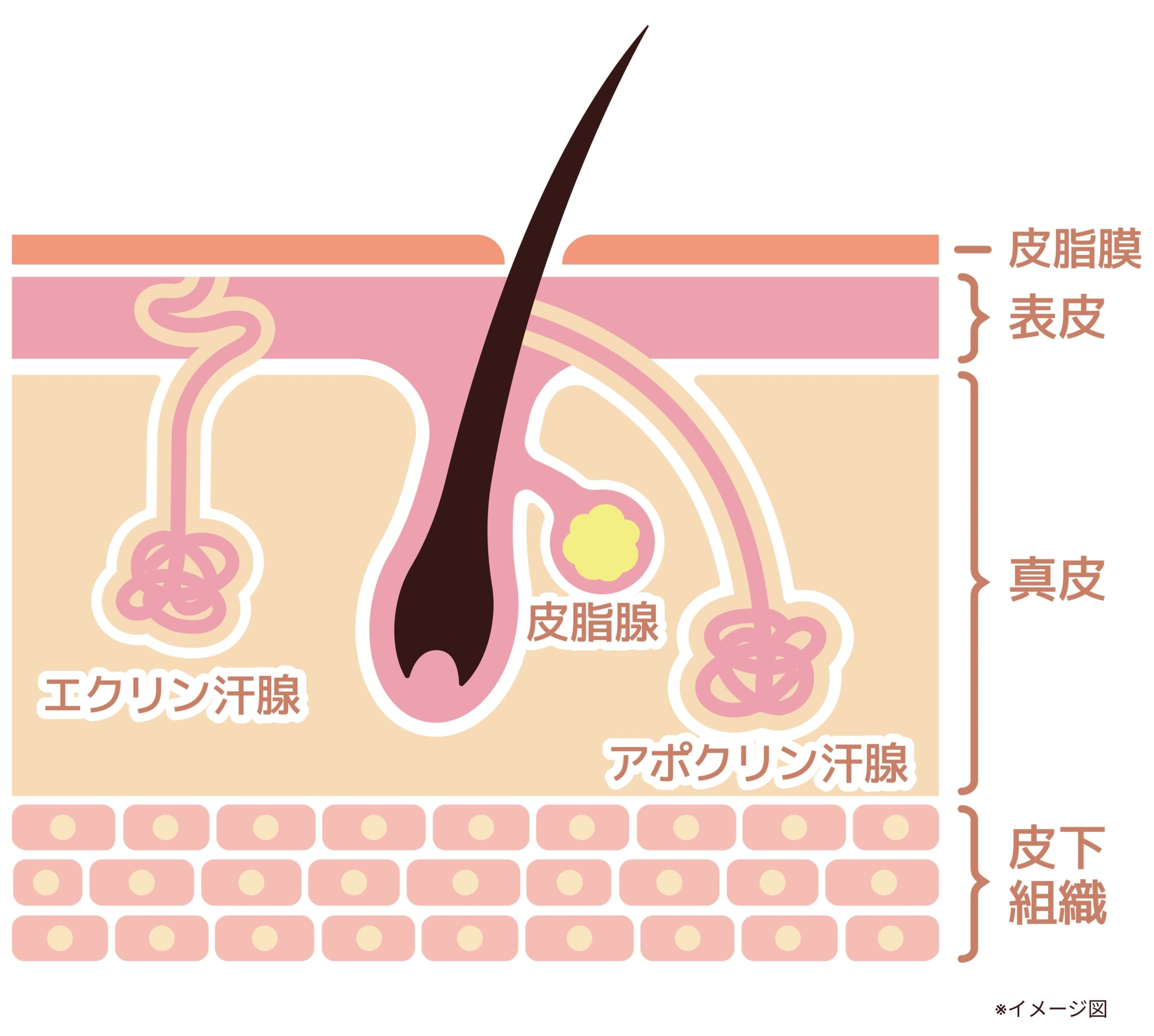 皮膚の断面図と汗腺の種類