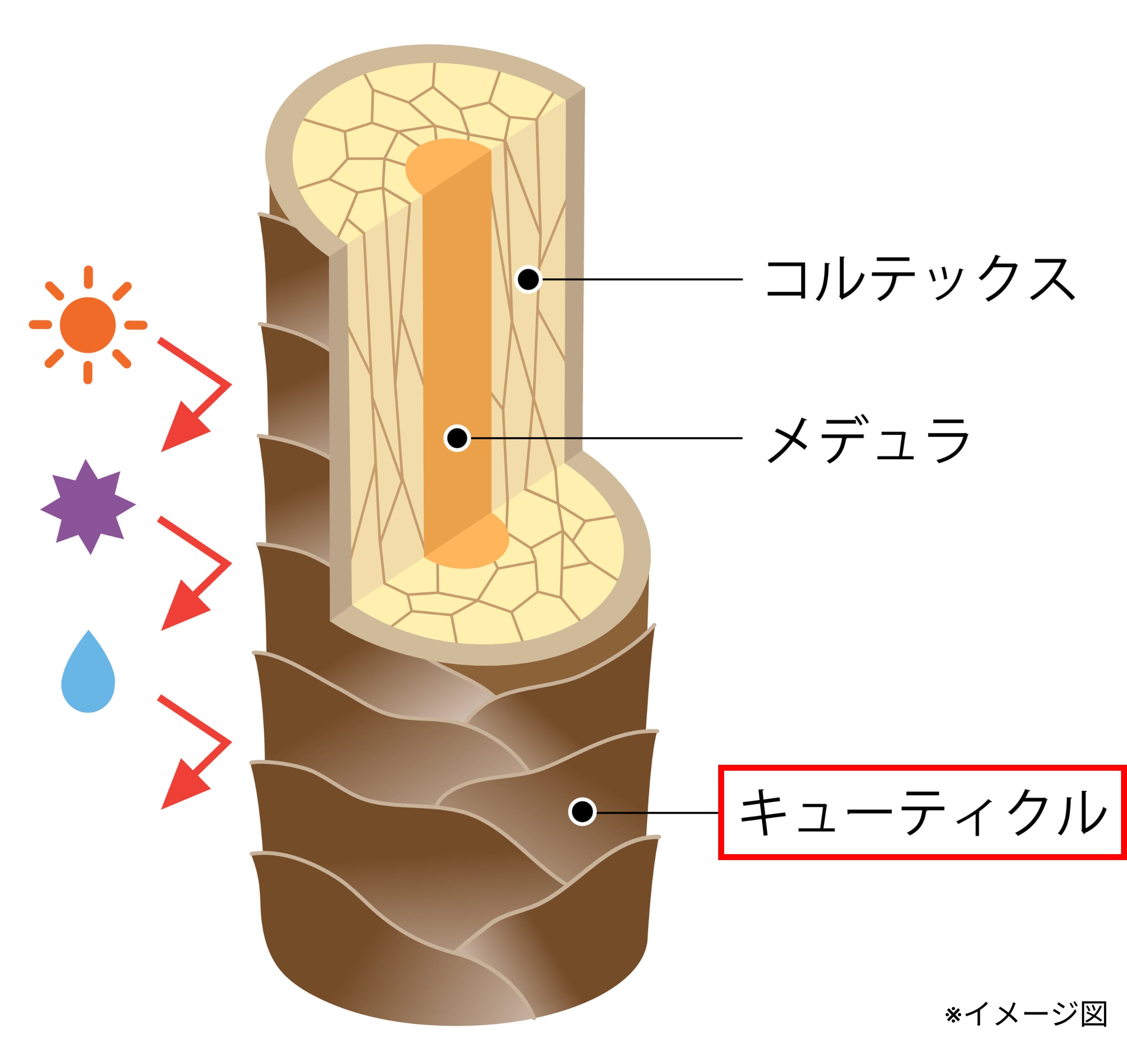 髪の断面図_健康な髪