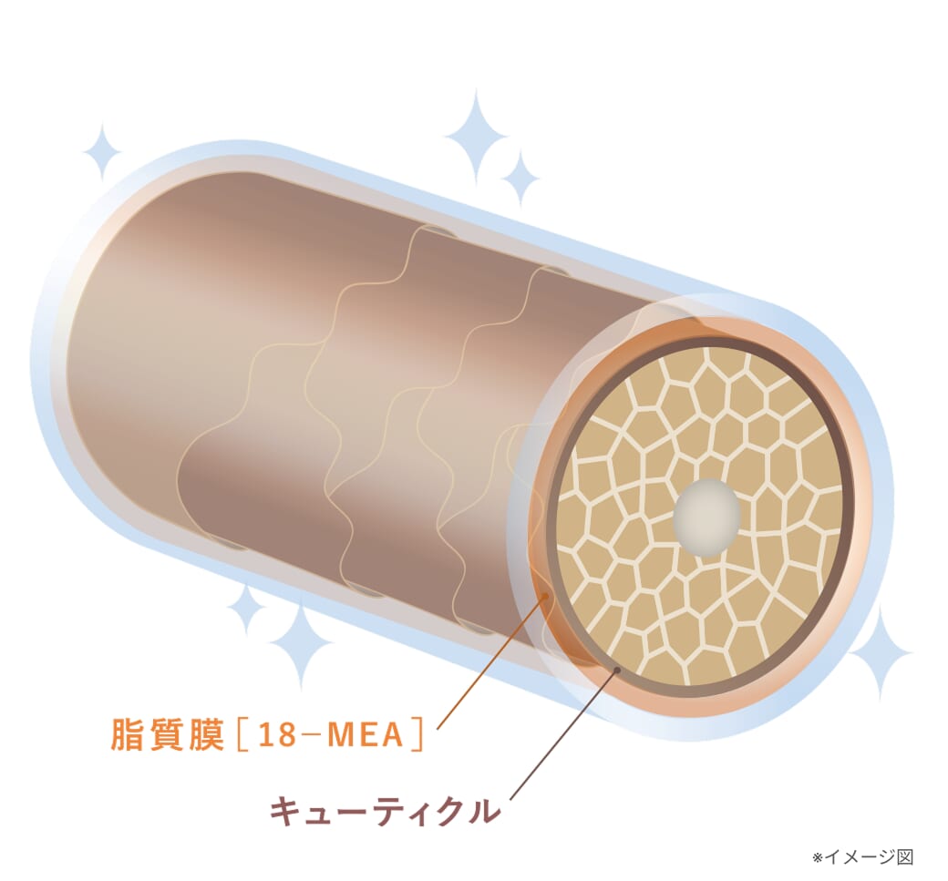 図解_髪の構造_脂質膜とキューティクル