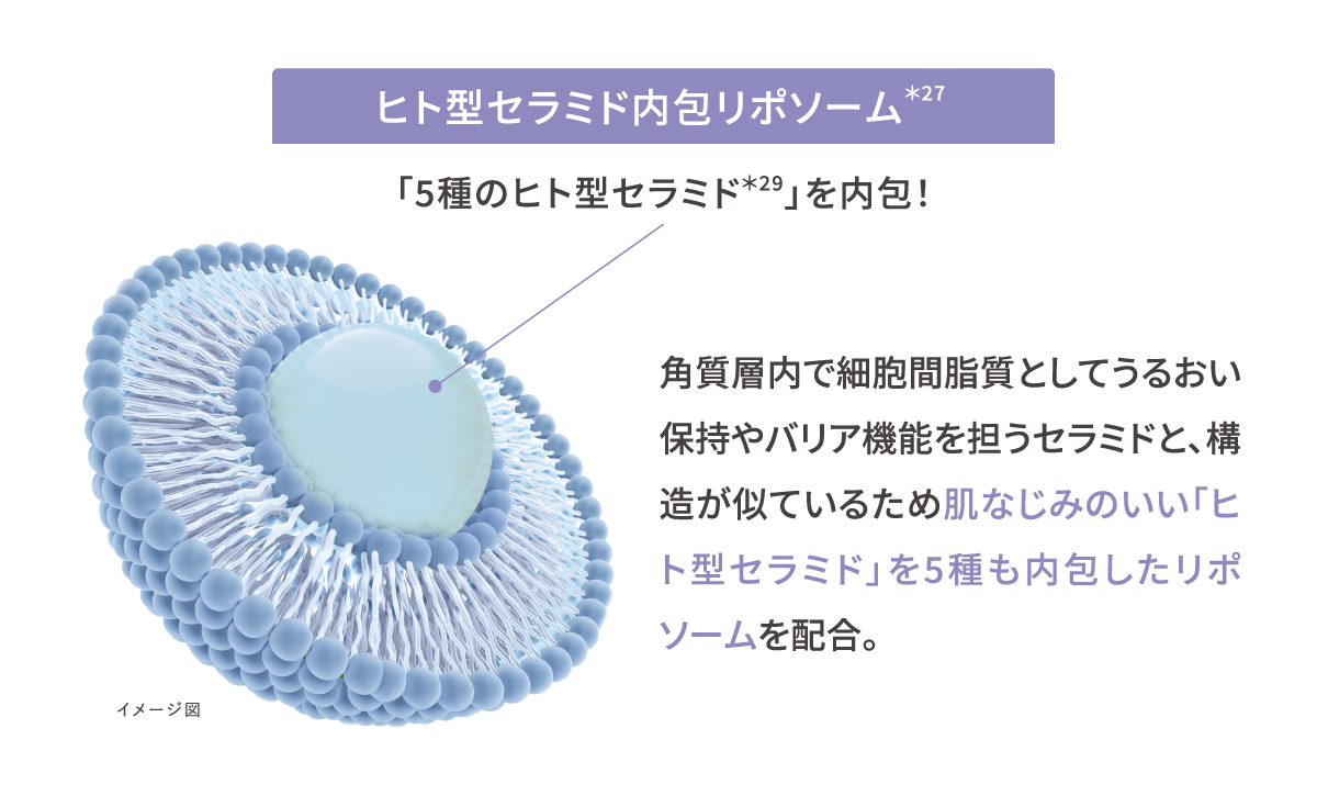 ヒト型セラミド内包リポソームイメージ