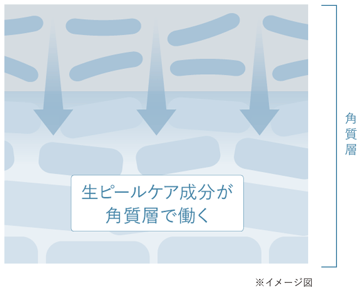 生ピールケア成分が角質層で働くイメージ図