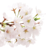 ソメイヨシノ葉エキス