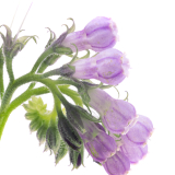 コンフリー葉エキス