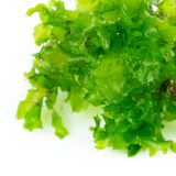 スイゼンジノリ多糖体