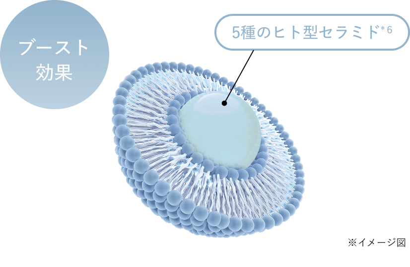 ヒト型セラミド内包リポソームが角質層深くまで浸透