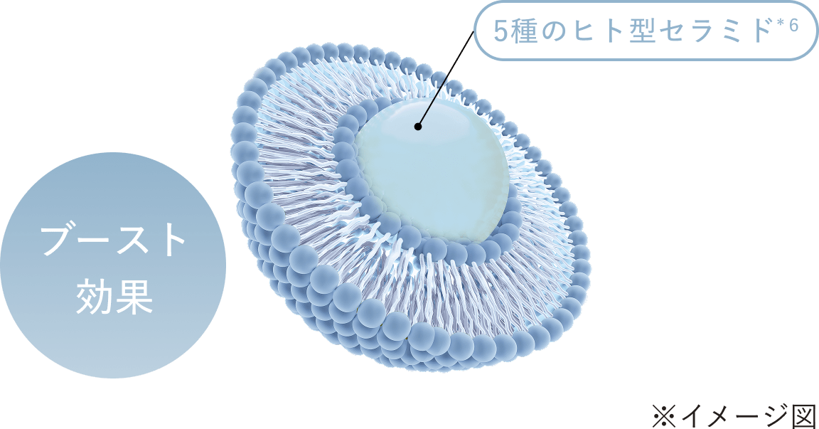 ヒト型セラミド内包リポソームが角質層深くまで浸透