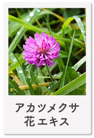 アカツメクサ花エキス