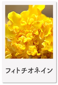 フィトチネイン