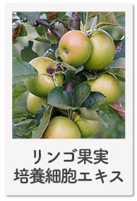 リンゴ果実培養細胞エキス