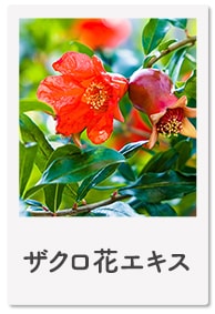 ザクロ花エキス