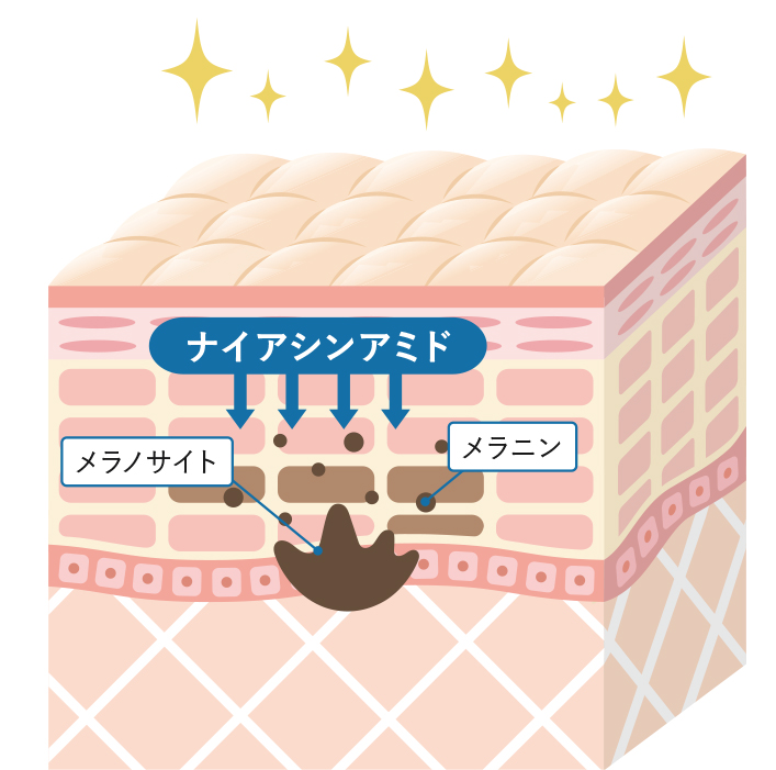 薬用有効成分「ナイアシンアミド」がメラノサイトで発生するメラニンの生成を抑え、シミも予防
