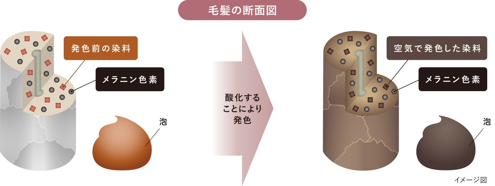 毛髪の断面図