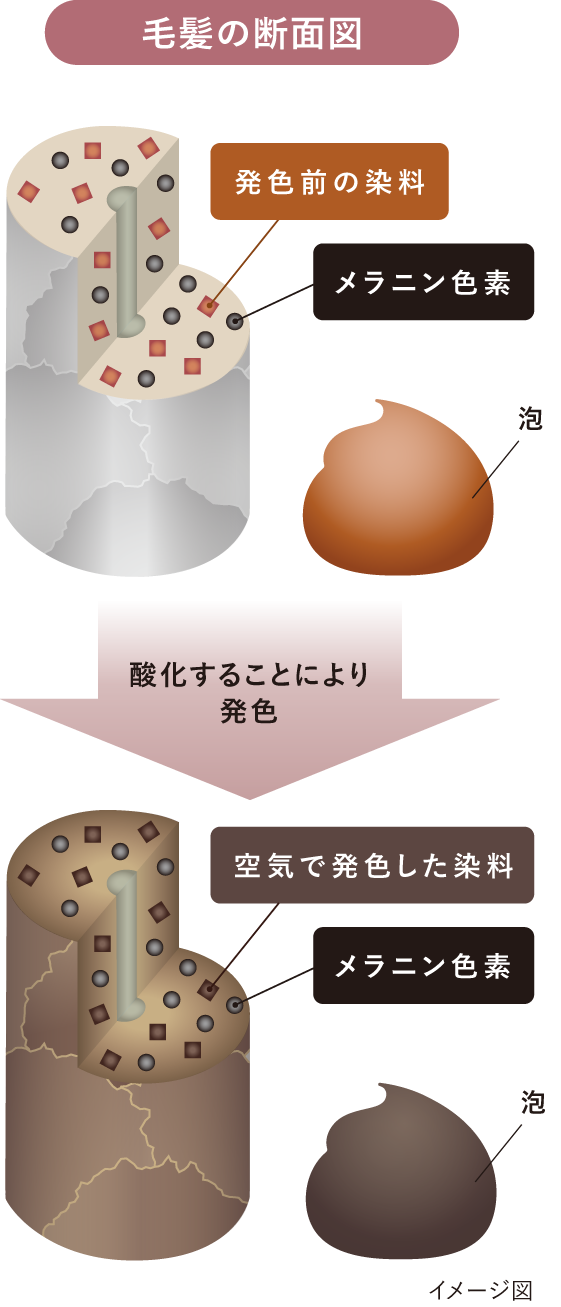 毛髪の断面図